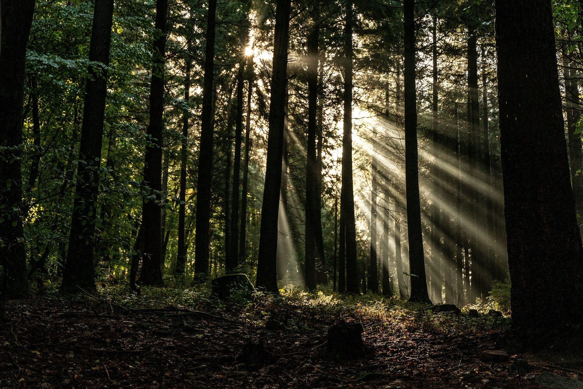 美しいものは、時代を超える。|なぜ人は、美しいものを求めるのか。